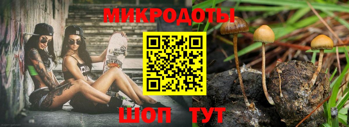 Галлюциногенные грибы Psilocybine cubensis Камень-на-Оби